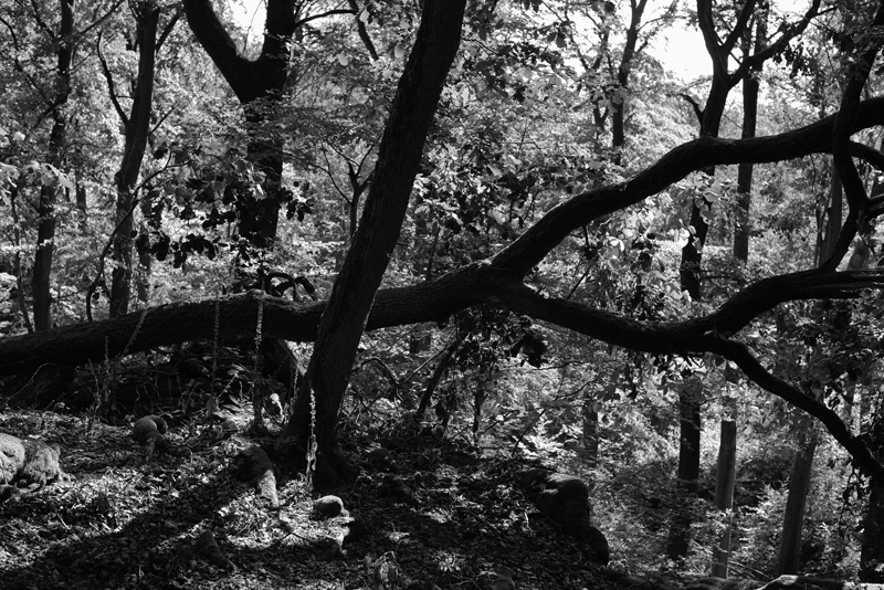 Tobias Wilkinson, German Forest Primer - The Culturium