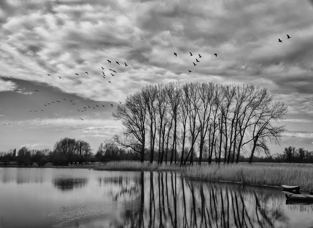 John Deviit, Wild Geese in the Polder - The Culturium