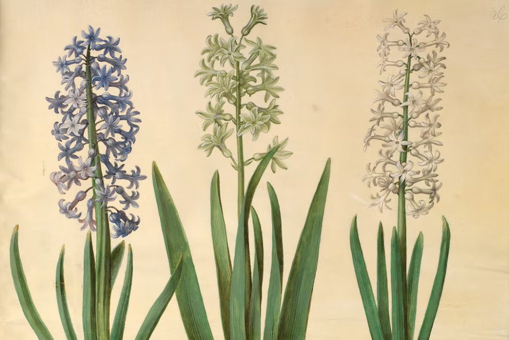 Hans Simon Holtzbecker, Hyacinthus Orientalis - The Culturium